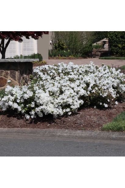 Rhododendron (AJ) Encore® Pure White весною